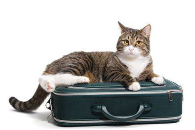 Cat on a suitcase