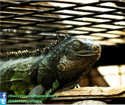 Reptile Care - Houseguard Housesitters - Pet Sitting Winnipeg, Manitoba