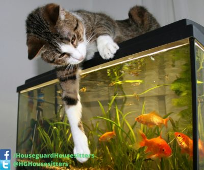 Fish Care - Houseguard Housesitters - Pet Sitting Winnipeg, Manitoba