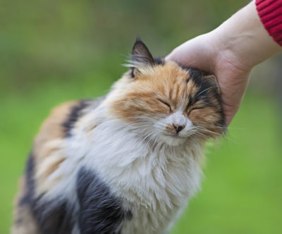 Cat Sitting - Houseguard Housesitters - Pet Sitting- Winnipeg - Manitoba