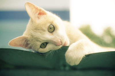 Cat Quirks and Behaviour - Houseguard Housesitters - Pet Sitting Winnipeg, Manitoba